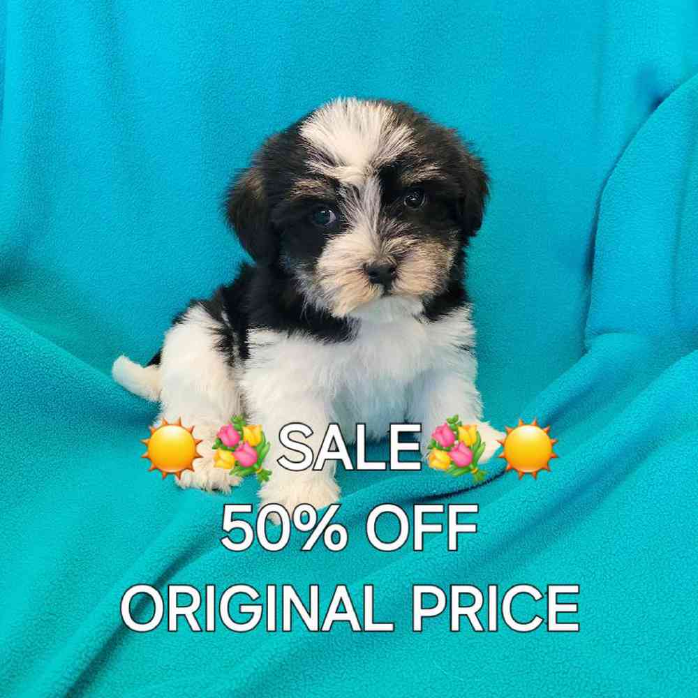 Male Havanese Puppy for Sale in St. Charles, IL