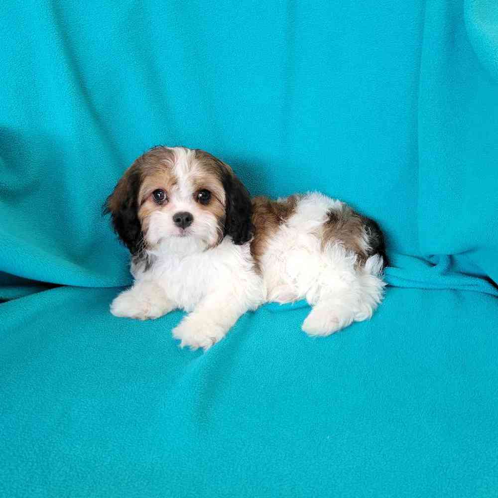carousel pet images