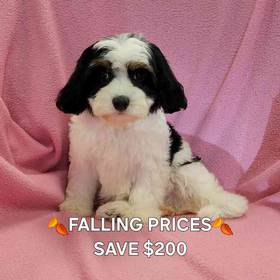 Cavachon