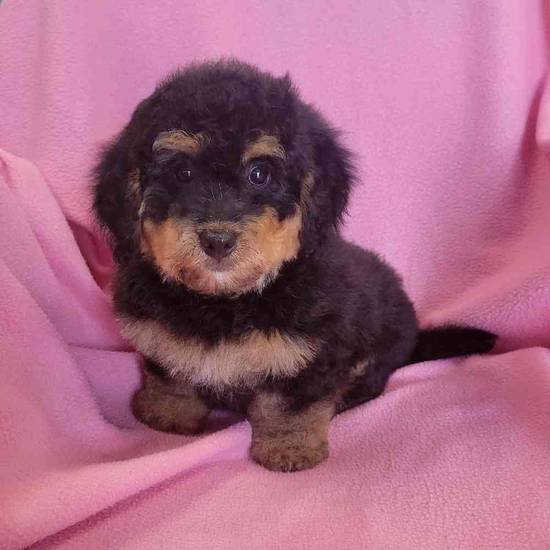 Mini Bernedoodle Puppies For Sale You Wont Believe How Cute These Fluffs Are - n8sfjpm