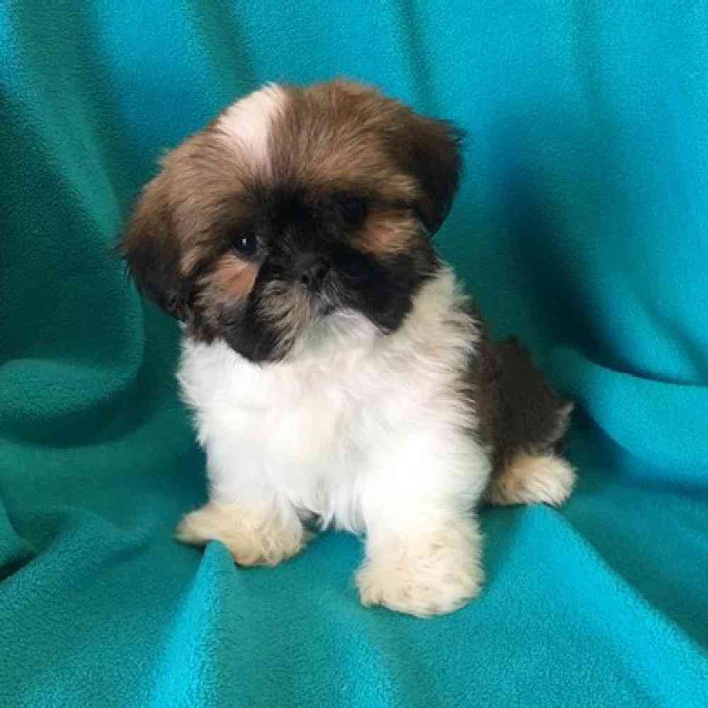 carousel pet images