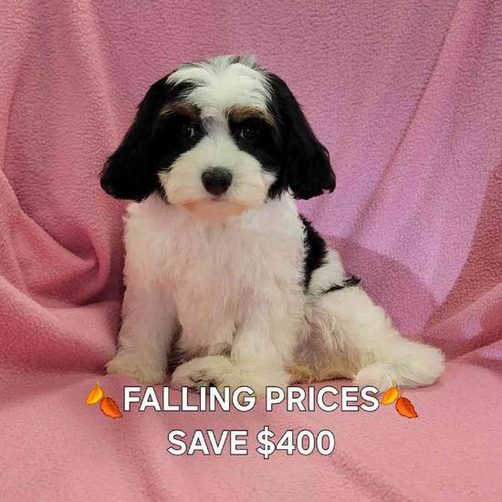 Cavachon