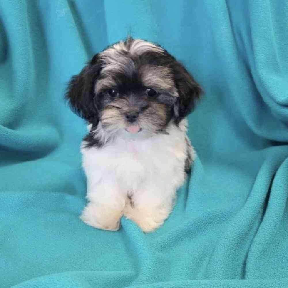 Male Malshi Puppy for Sale in St. Charles, IL