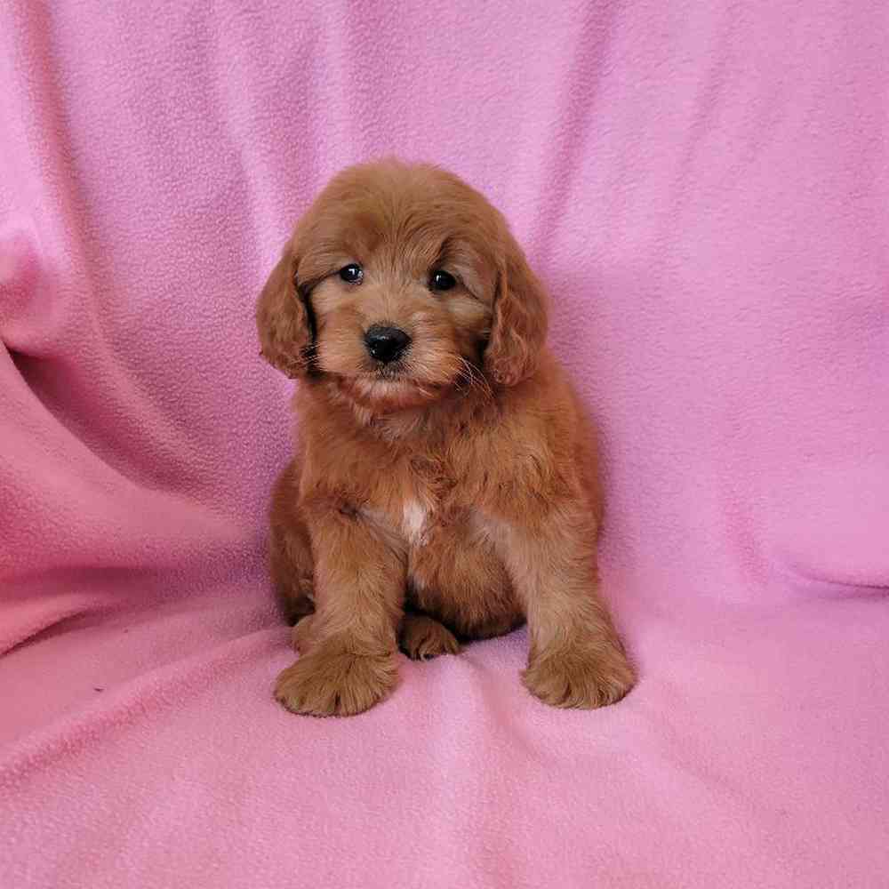 carousel pet images