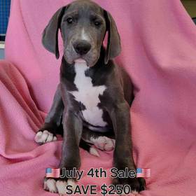 Great Dane