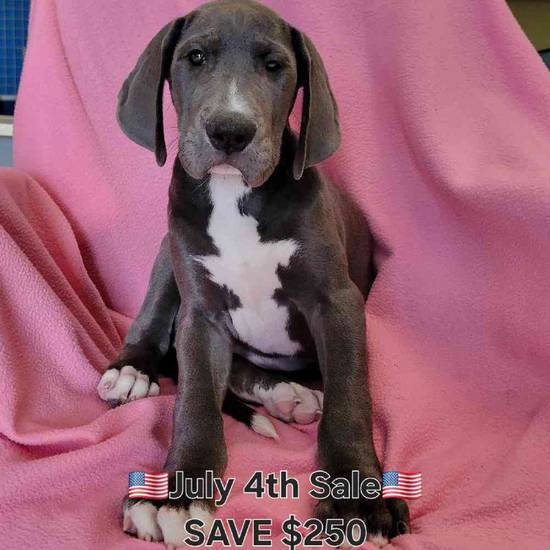Great Dane