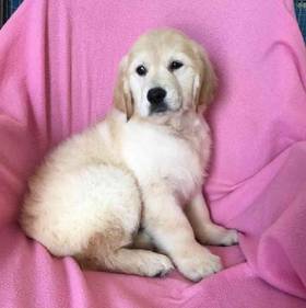 Golden Retriever