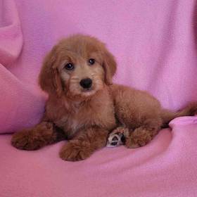 Goldendoodle