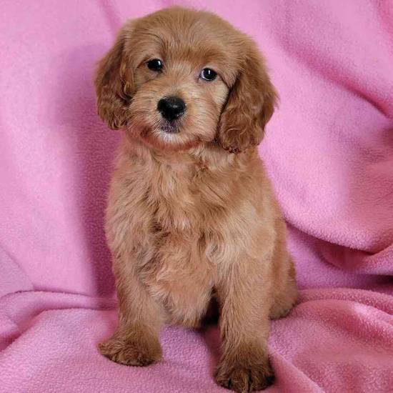 Mini Goldendoodle