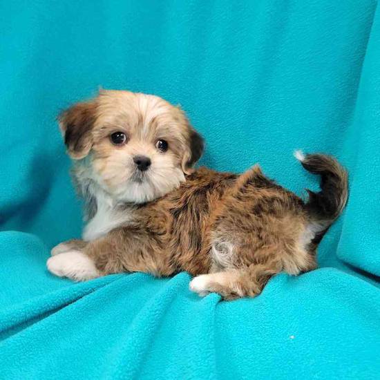 Shorkie