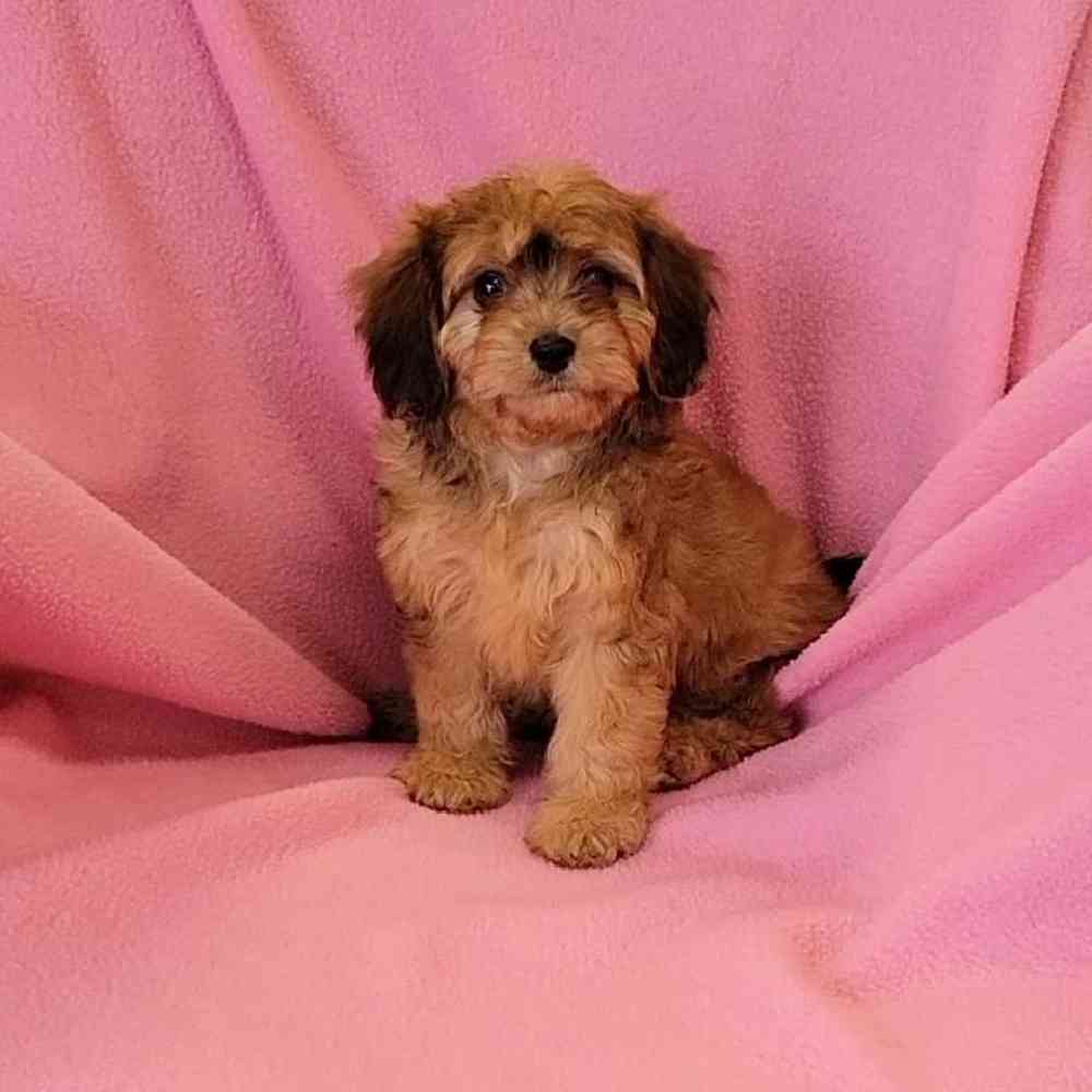 carousel pet images
