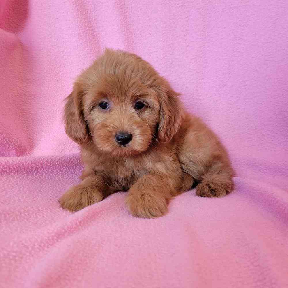 Female Mini Goldendoodle Puppy for Sale in St. Charles, IL