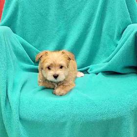 Yorkie-Poo