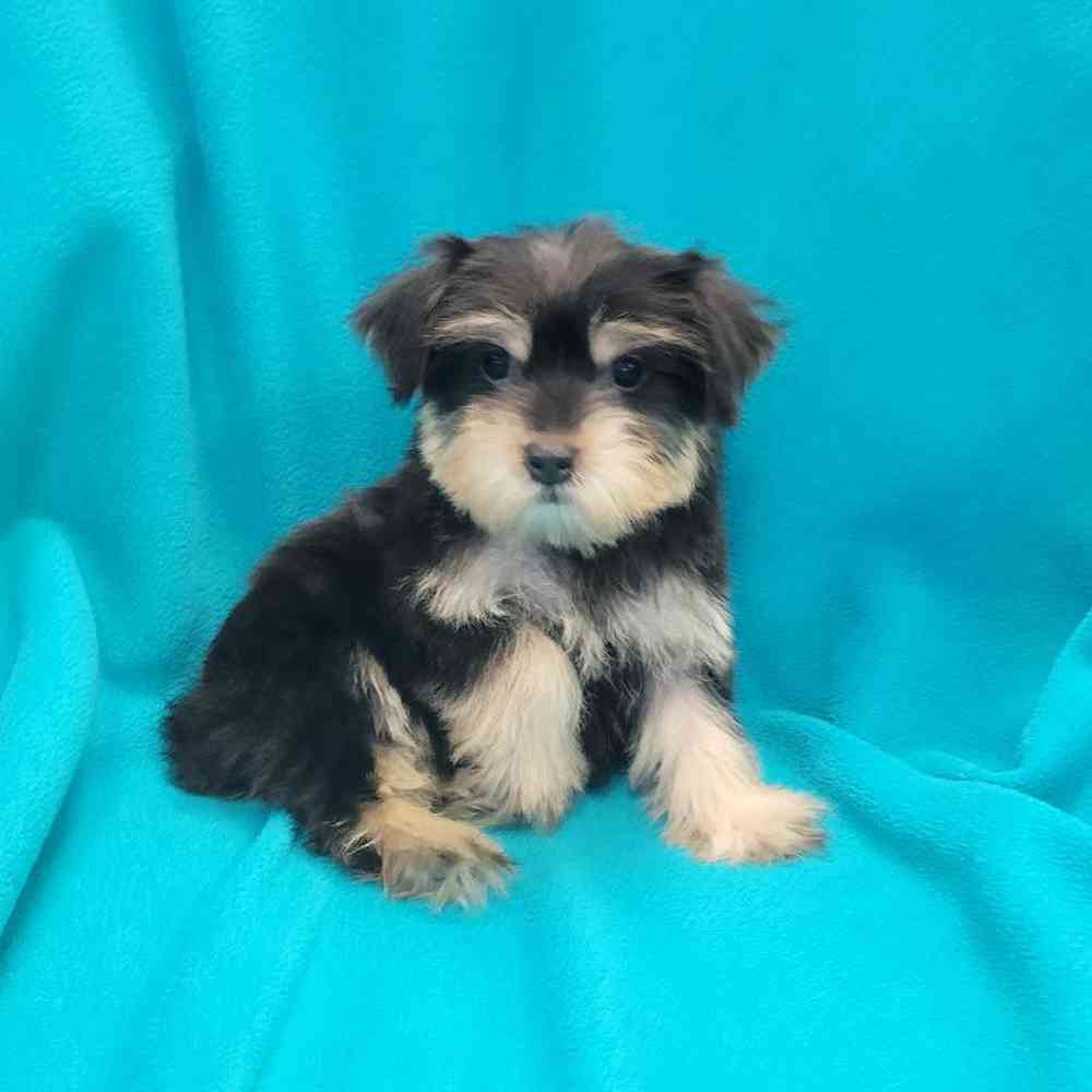 Male Yorkie-Poo Puppy for Sale in St. Charles, IL