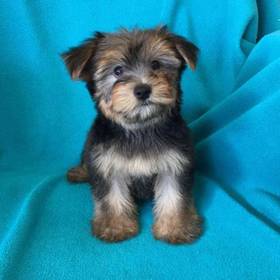 Morkie