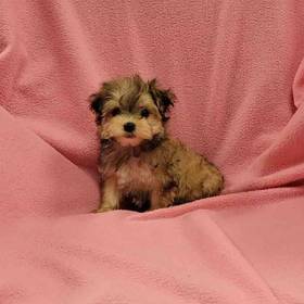 Yorkie Ton