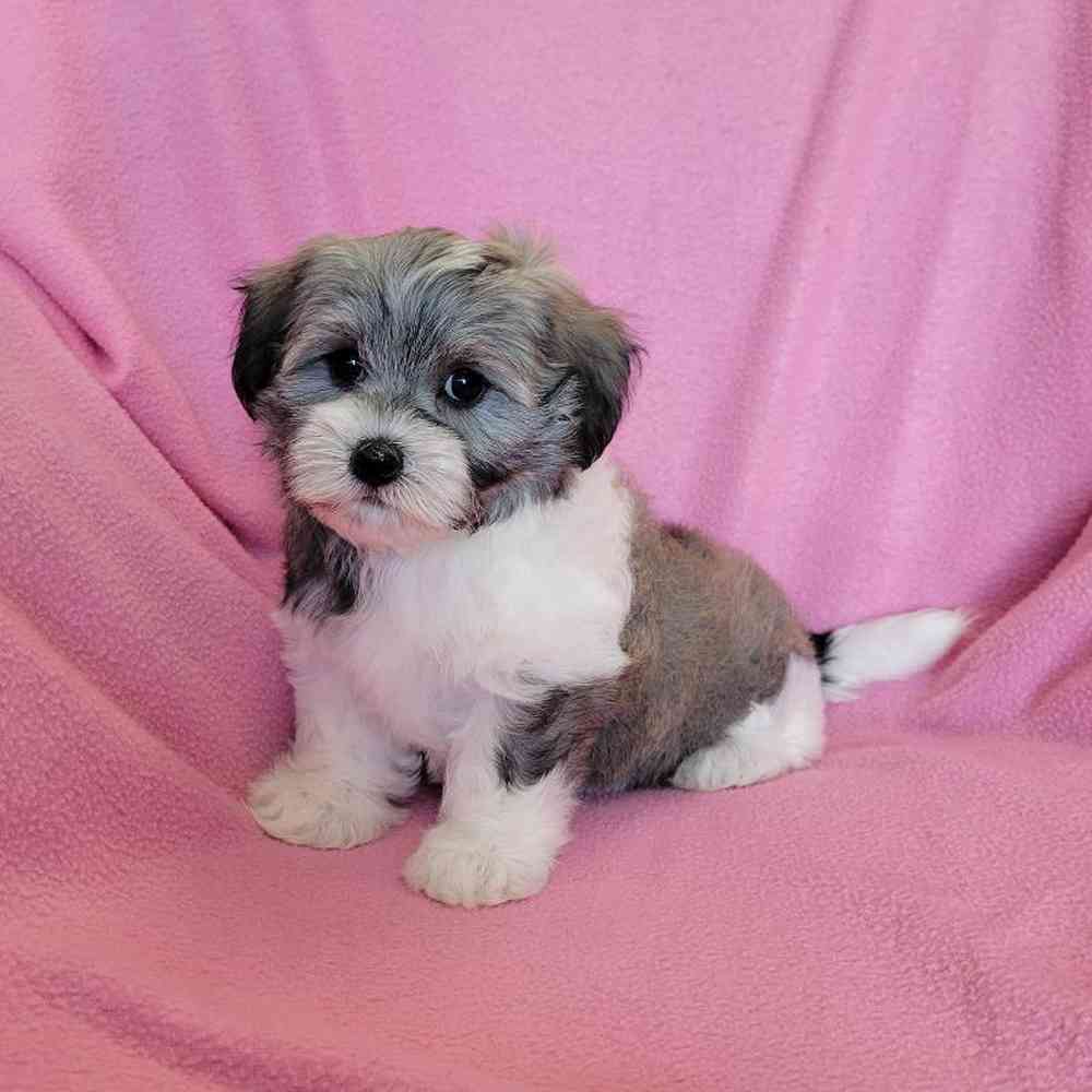 Image of a pet breed in the gallery