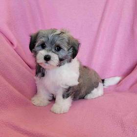 Havanese