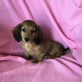 Dachshund