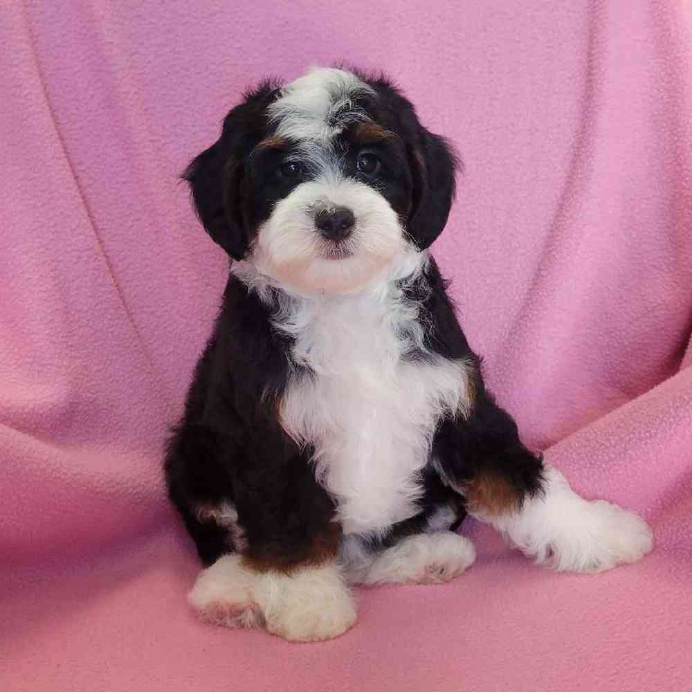 carousel pet images