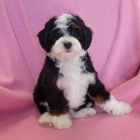 Mini Bernadoodle