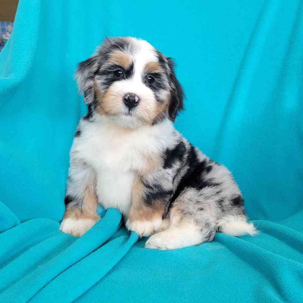 carousel pet images