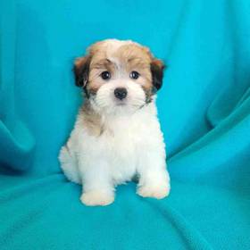 Morkie
