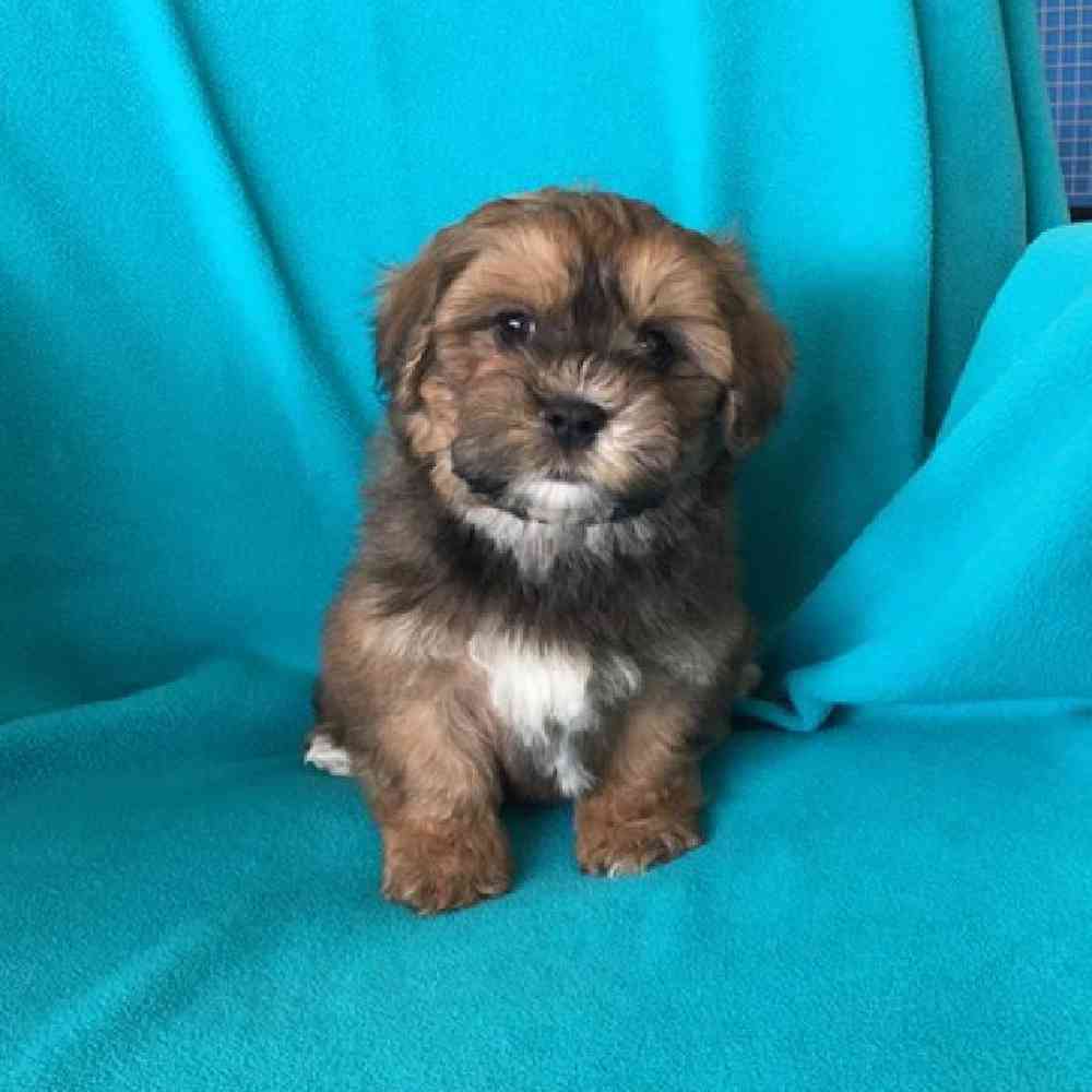 carousel pet images