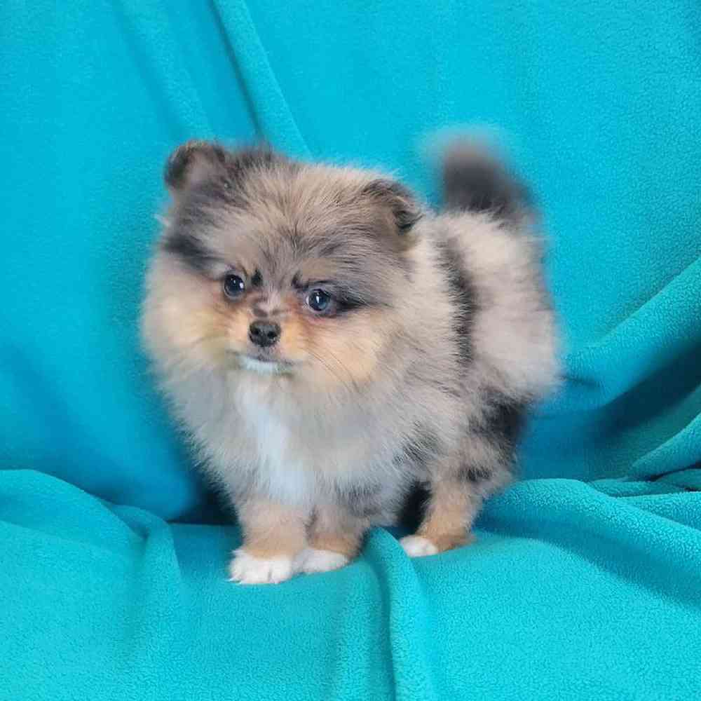 Image of a pet breed in the gallery