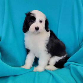 Mini Sheepadoodle