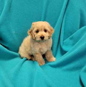 Cavapoo