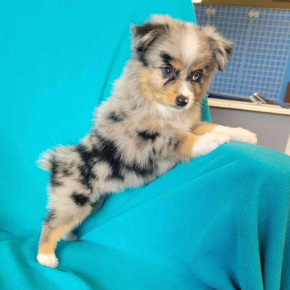 carousel pet images