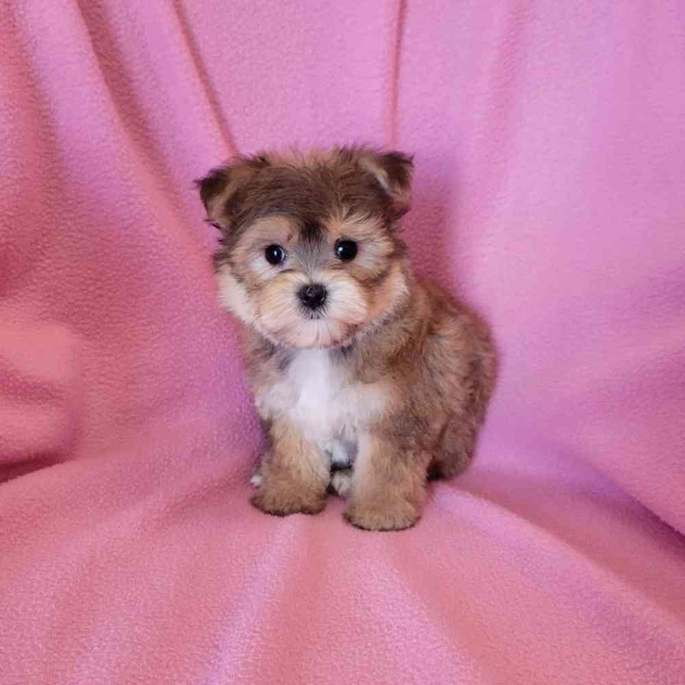 Female Yochon Puppy for Sale in St. Charles, IL