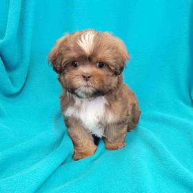 Shipoo