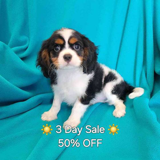 Puppy for Sale - The Perfect Pup
