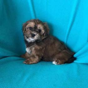 Teddy Bear
