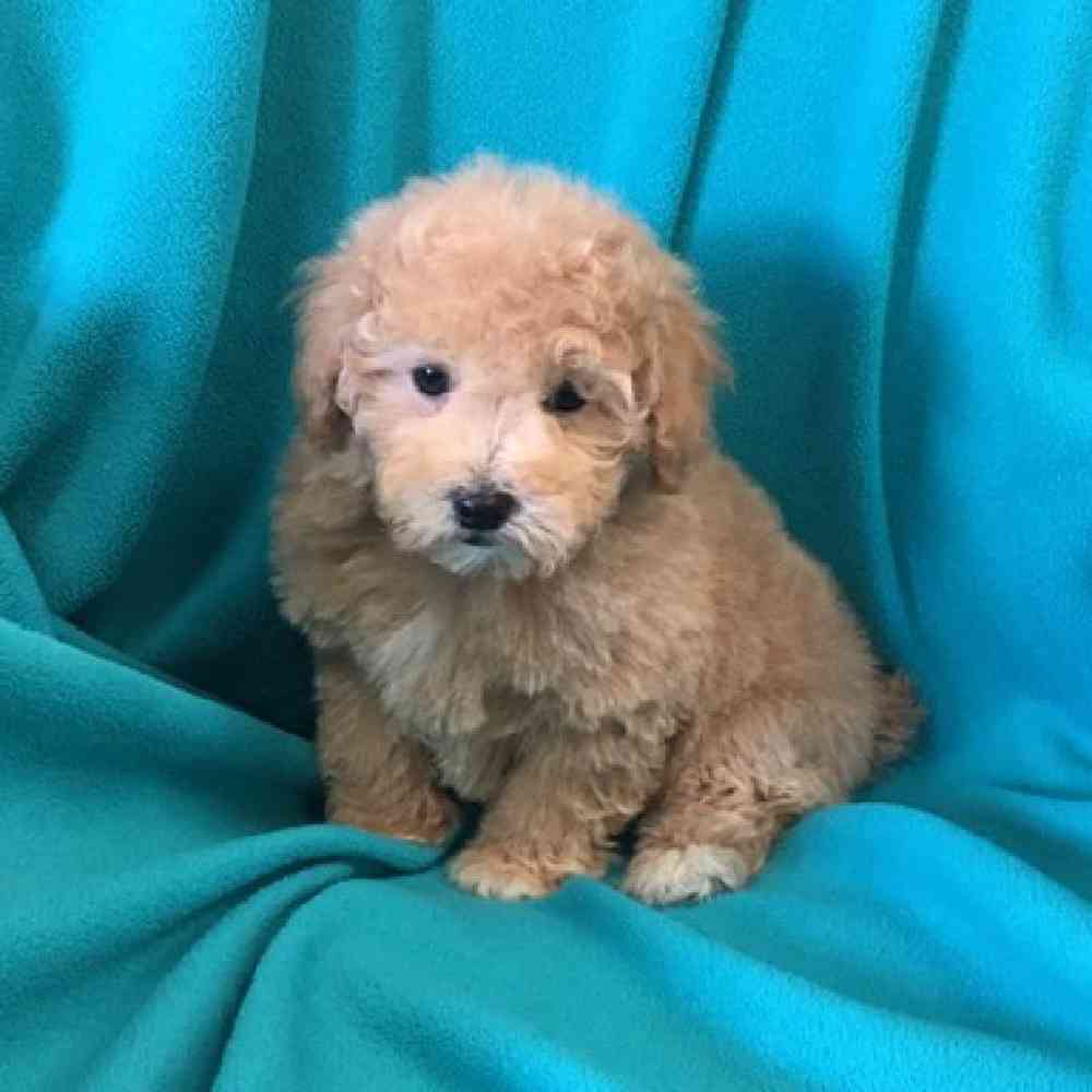 Male maltipoo puppies for hot sale sale