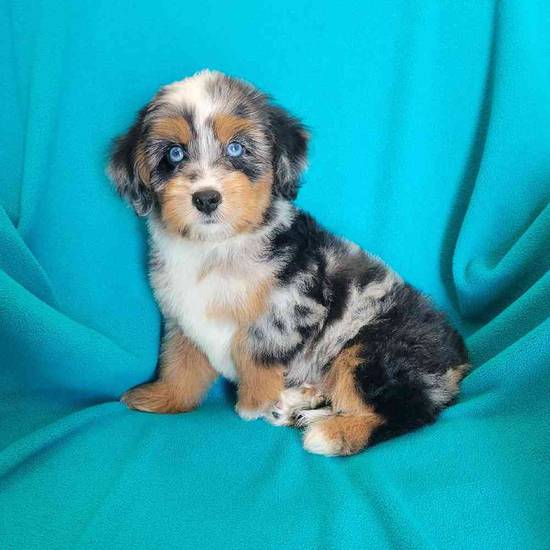 Mini Bernadoodle