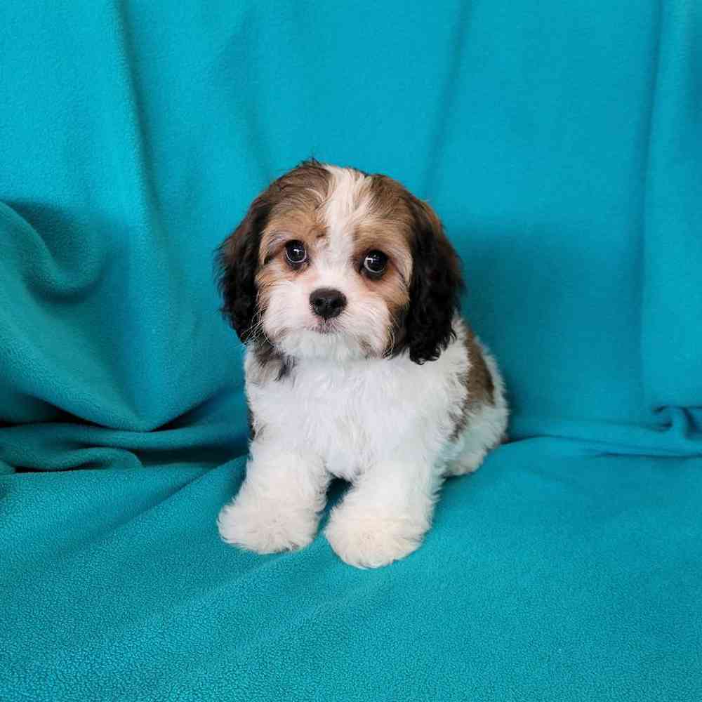 Image of a pet breed in the gallery