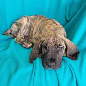 Great Dane