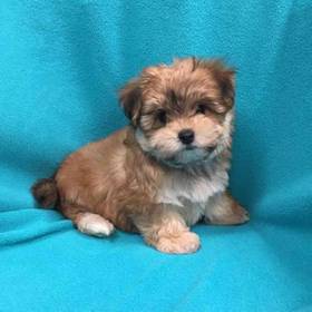 Yorkie-Poo
