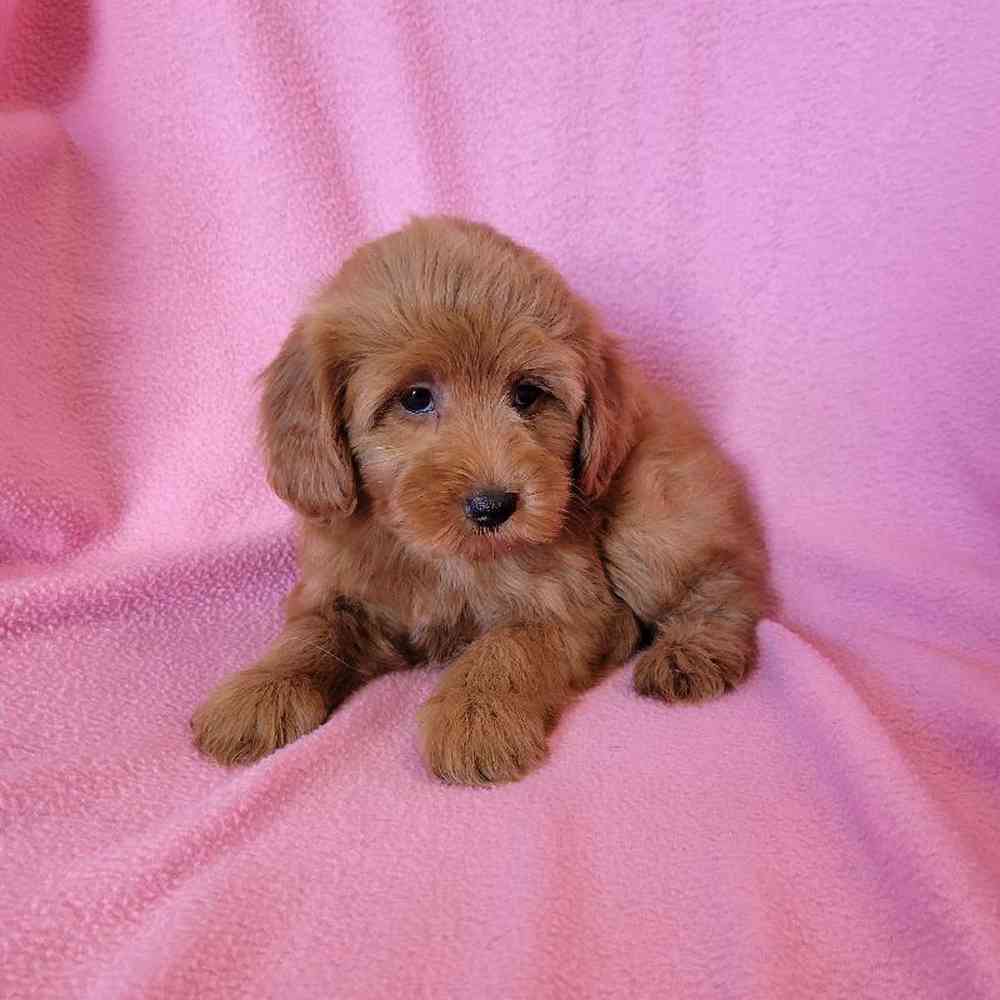 Female Mini Goldendoodle Puppy for Sale in St. Charles, IL