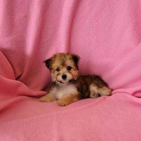Morkie