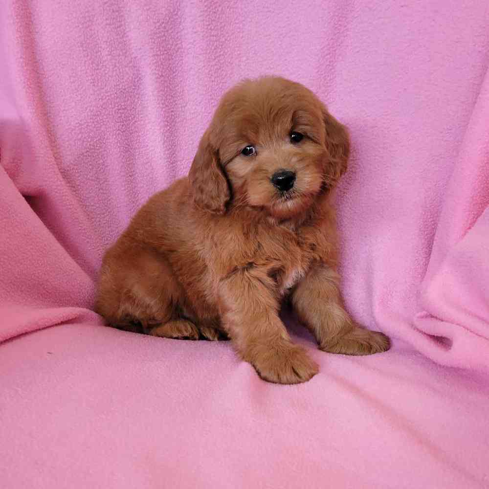 Image of a pet breed in the gallery