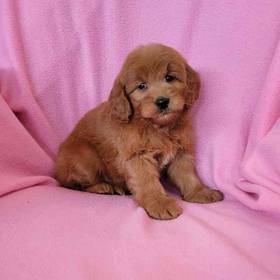 Mini Goldendoodle
