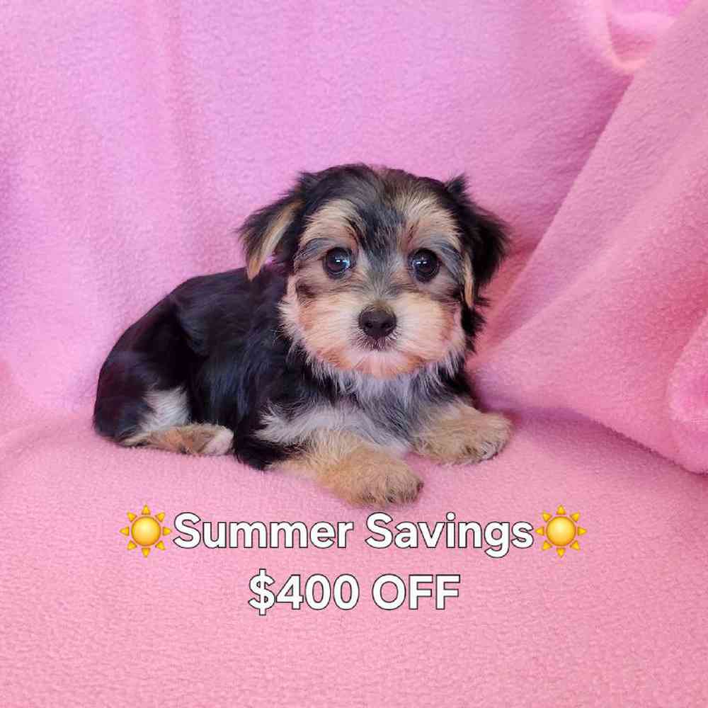 Image of a pet breed in the gallery