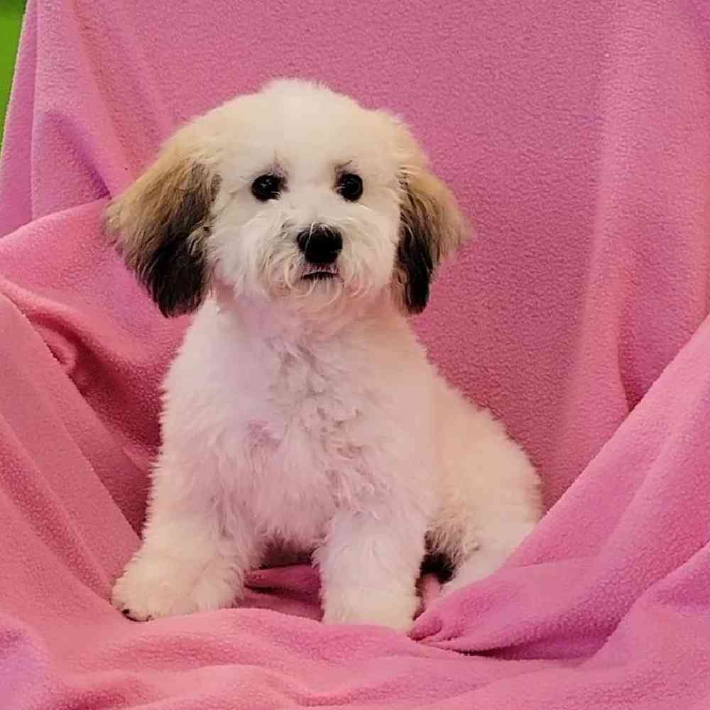 Female Teddy Bear Puppy for Sale in St. Charles, IL