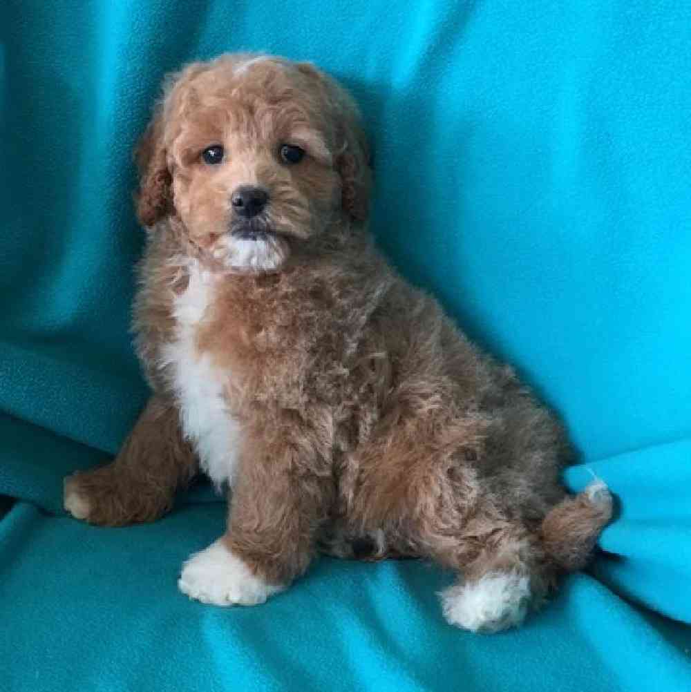 carousel pet images
