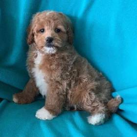 Cavapoo