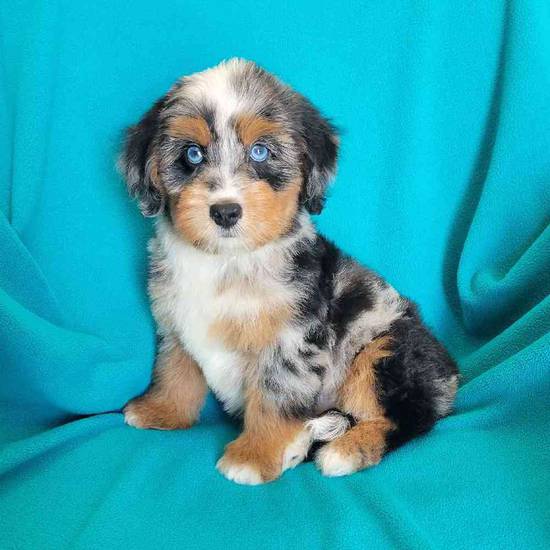 Mini Bernadoodle